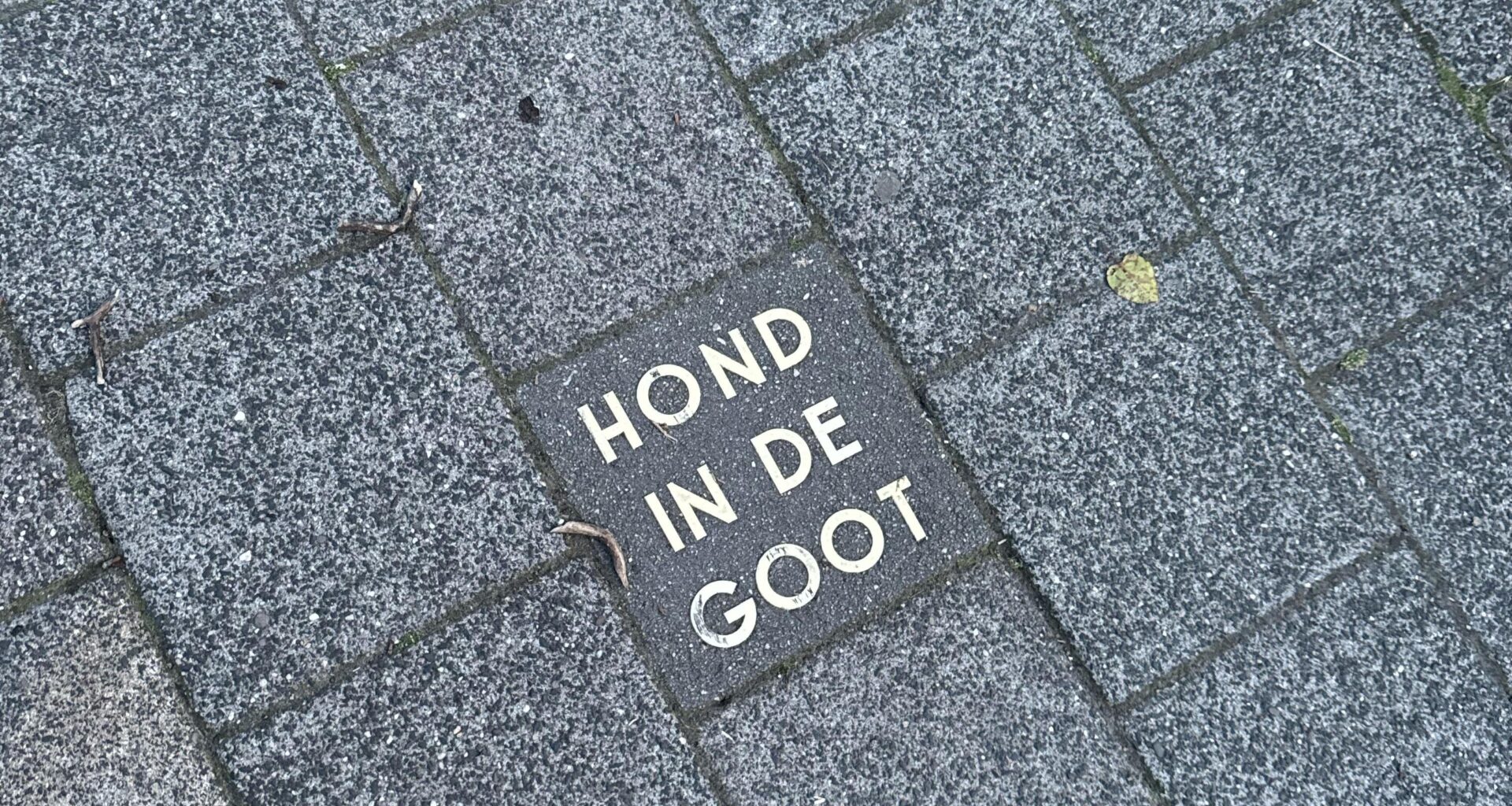 Wat betekent “hond in de goot”