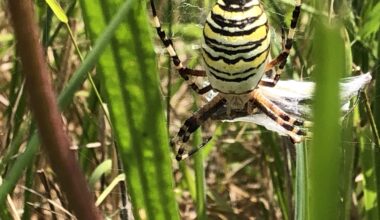 Was ist das für eine große Spinne? Ist sie Gefährlich für Tiere?