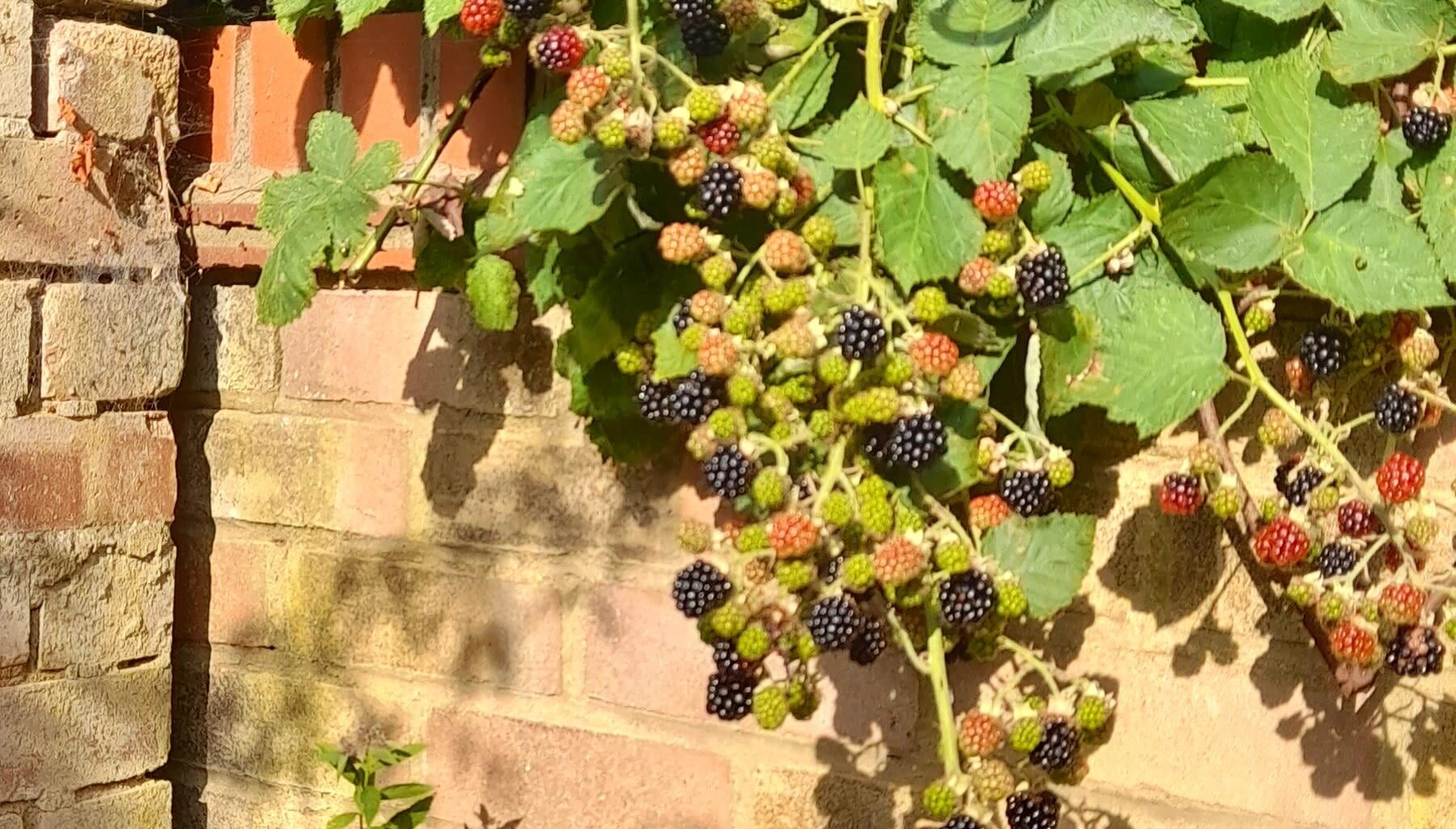 Wild blackberries growing over the garden wall