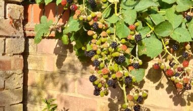 Wild blackberries growing over the garden wall