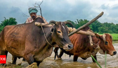 For most Indian farmers, costs grow faster than income | India News