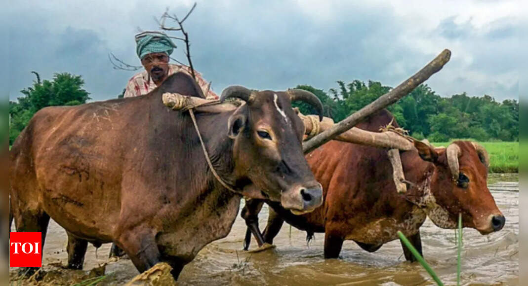 For most Indian farmers, costs grow faster than income | India News