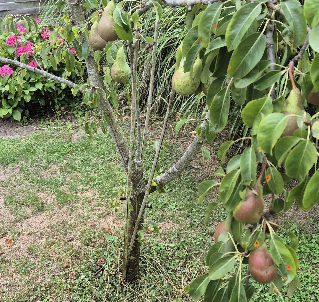Ist mein Birnenbaum noch zu retten?