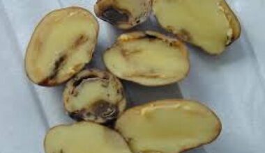 Lithuania: Dangerous bacterial potato disease spreads