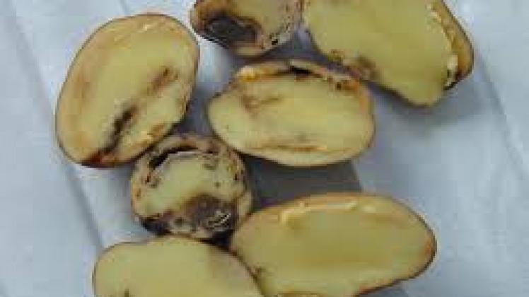 Lithuania: Dangerous bacterial potato disease spreads