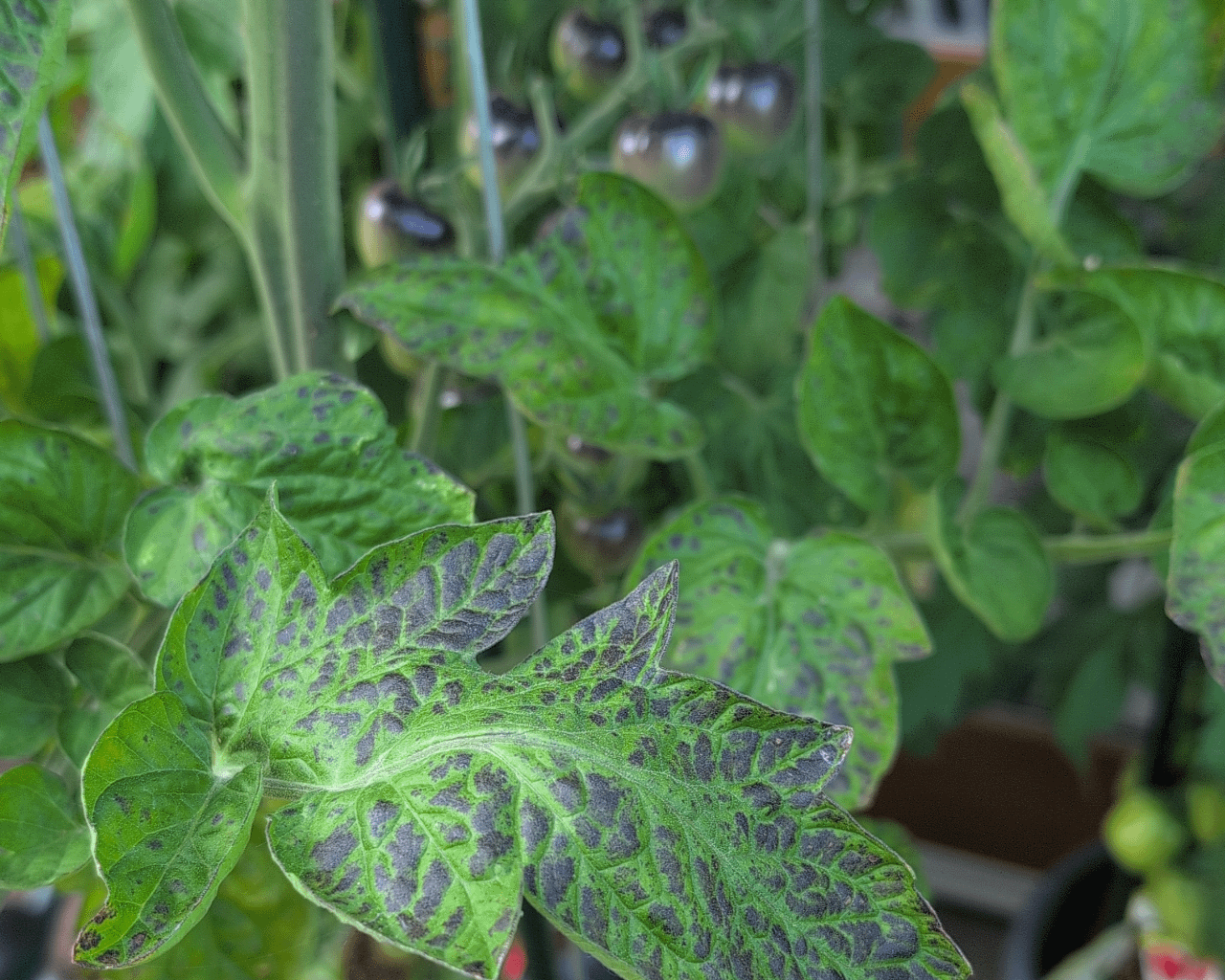 Phosphormangel bei meiner Tomate?