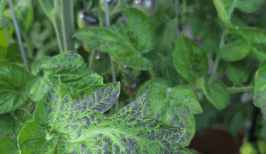 Phosphormangel bei meiner Tomate?