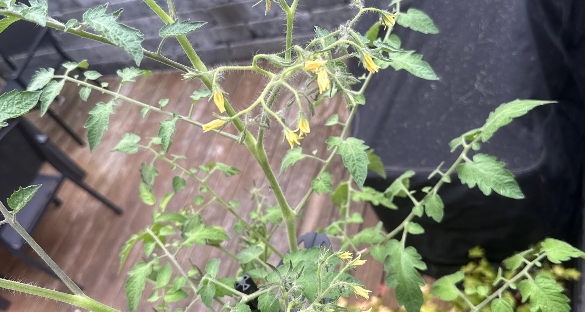 Tomatenblüten Riesentraube