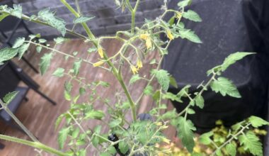Tomatenblüten Riesentraube