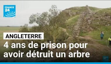 Deux hommes condamnés à quatre ans de prison pour avoir détruit l'arbre le plus célèbre d'Angleterre
