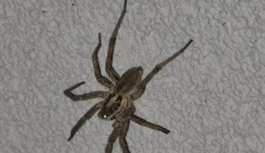 a wolf spider joined us today on the balcony in Bulgaria. turns out they live here.