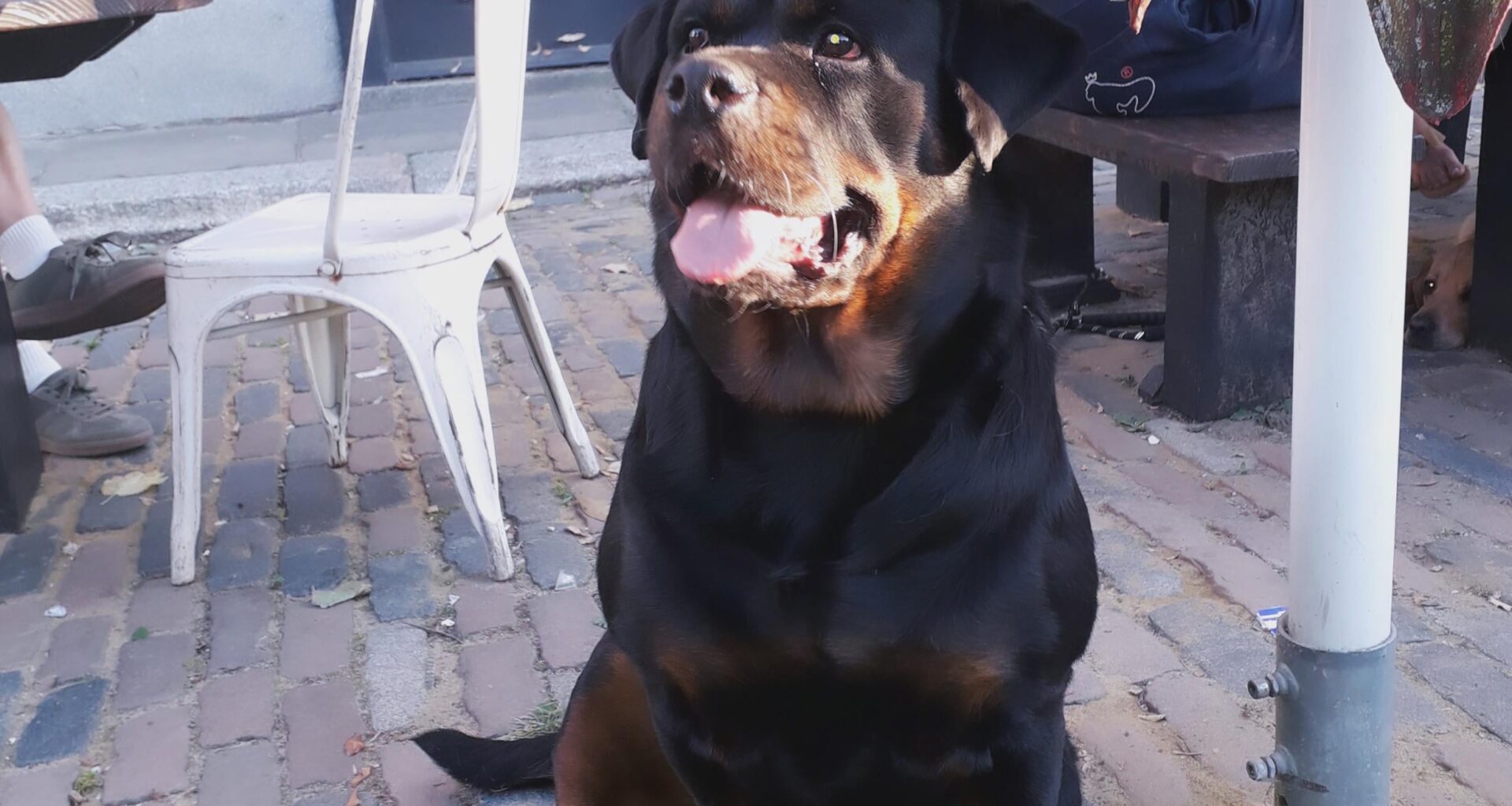 What's better than a pub? A pub with such a good boy