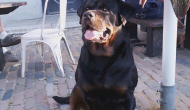 What's better than a pub? A pub with such a good boy