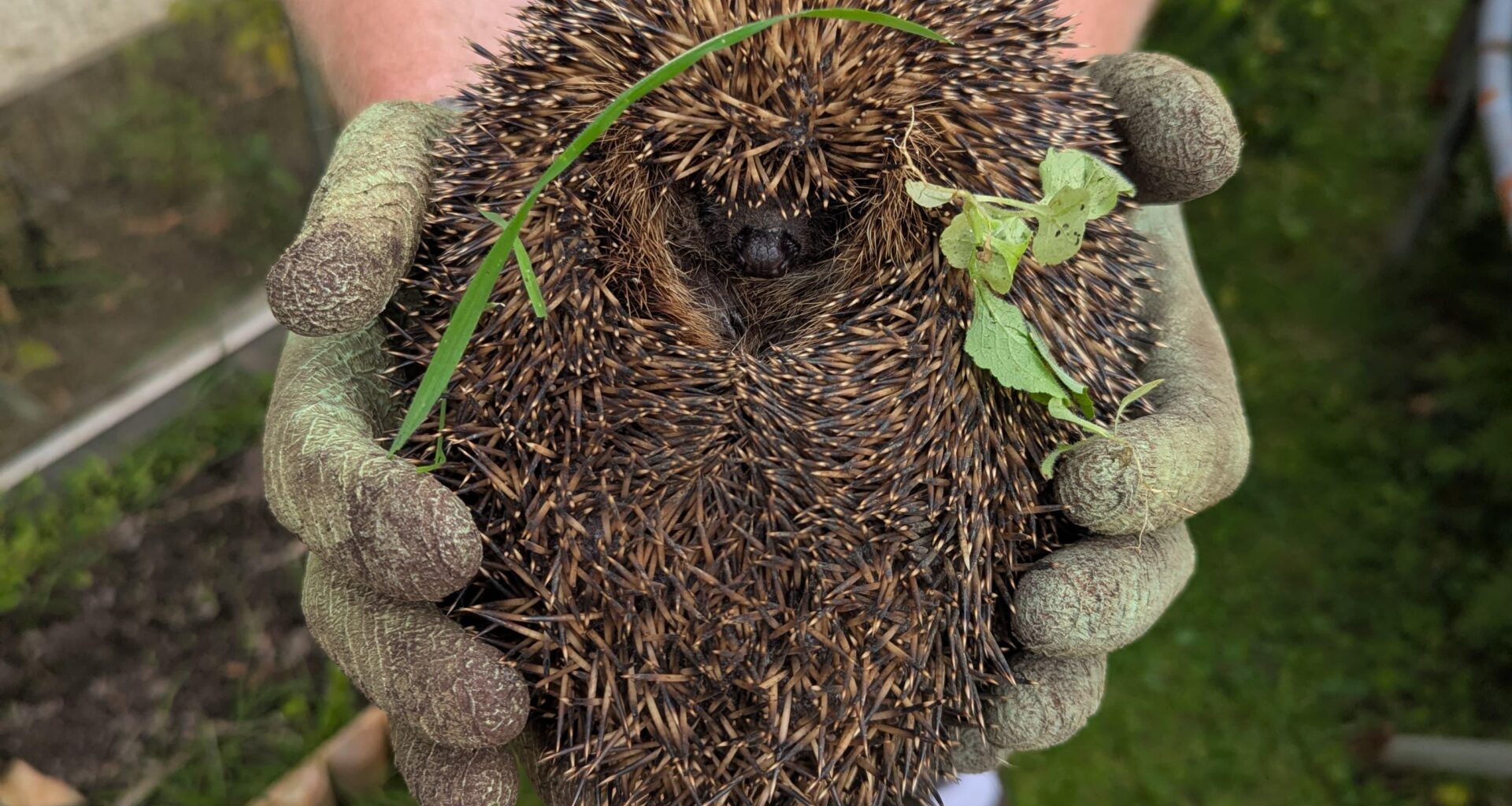 Hedgehog that got himself stuck in my garage on the weekend. These gloves were not thick enough!
