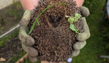 Hedgehog that got himself stuck in my garage on the weekend. These gloves were not thick enough!