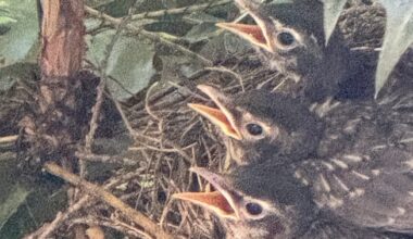 West Seattle Blog… | From science to swimming, here’s the list for your West Seattle Tuesday (with a baby-birds photo)