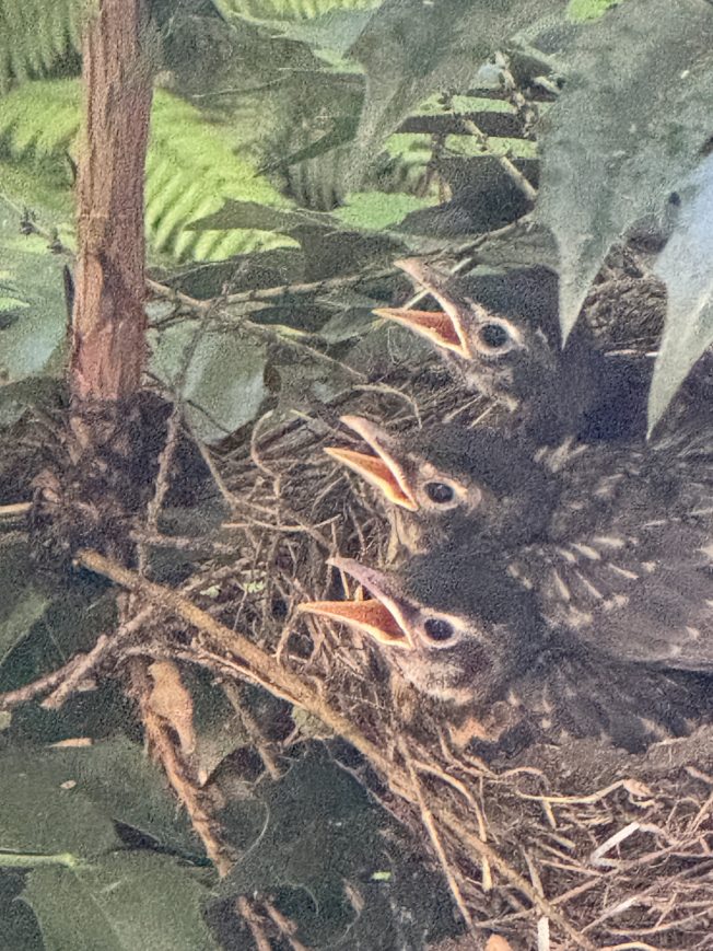West Seattle Blog… | From science to swimming, here’s the list for your West Seattle Tuesday (with a baby-birds photo)