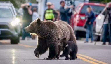 As Grizzly Population Increases, Montana Unveils Bear-Conflict Tracker