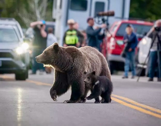 As Grizzly Population Increases, Montana Unveils Bear-Conflict Tracker
