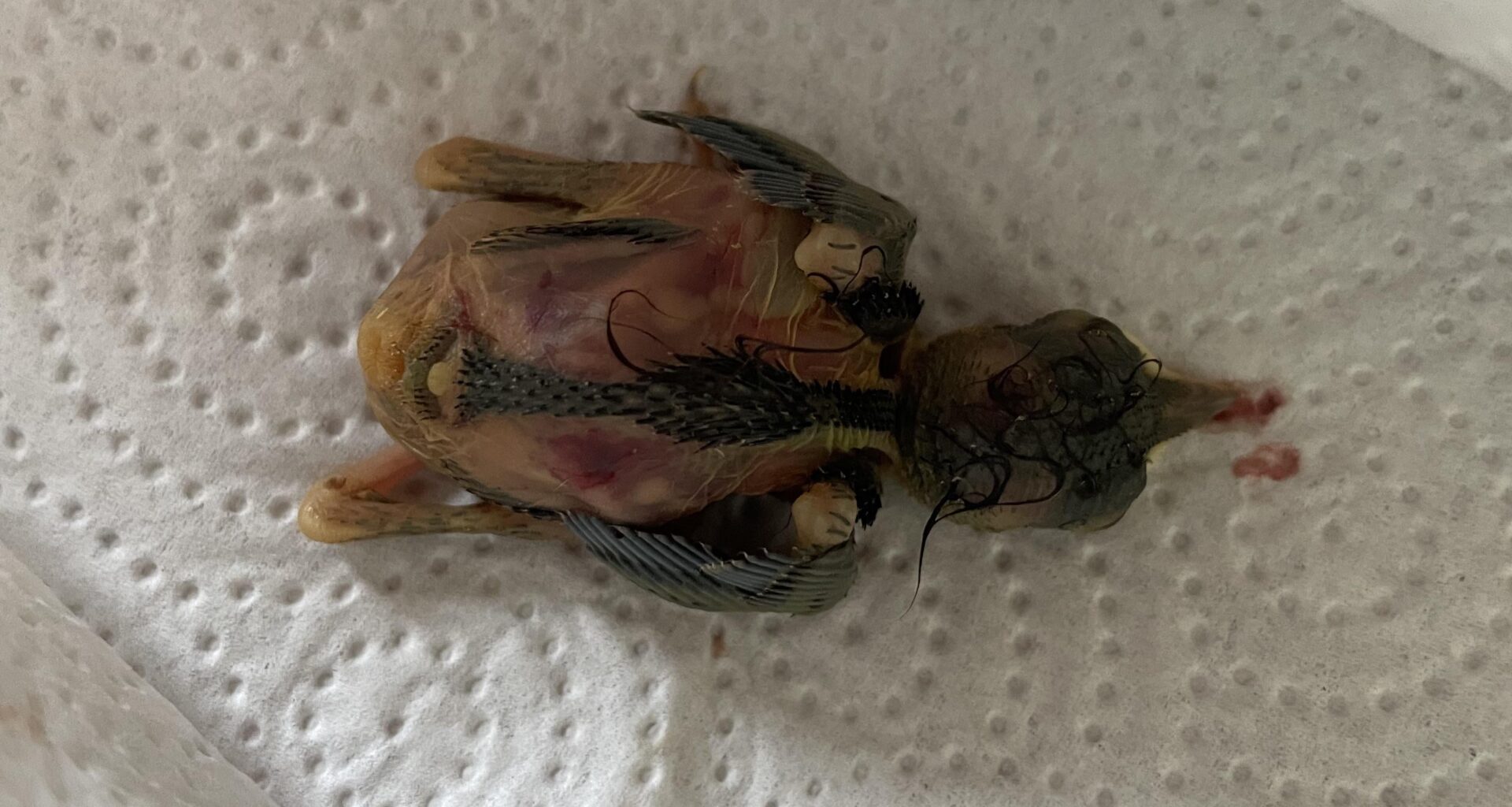 Babyvogel gefunden. Was tun?