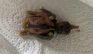 Babyvogel gefunden. Was tun?