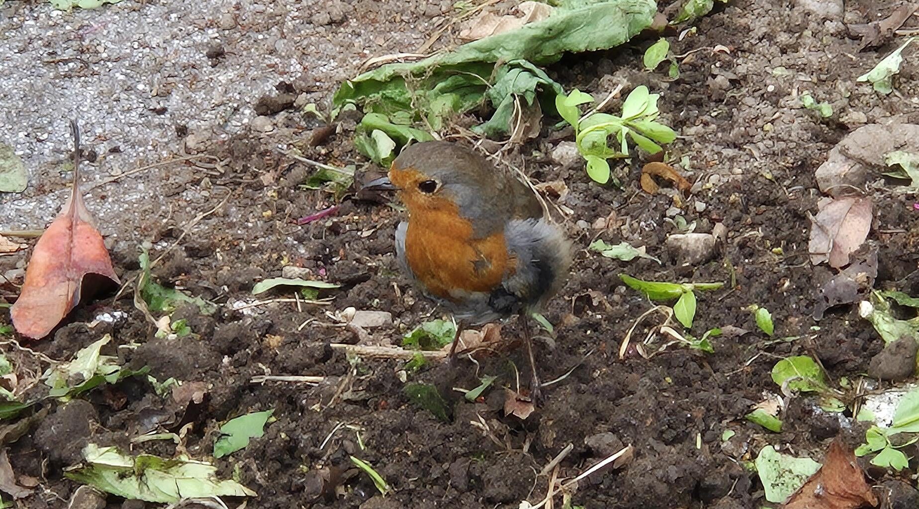As soon as I start digging... right on cue