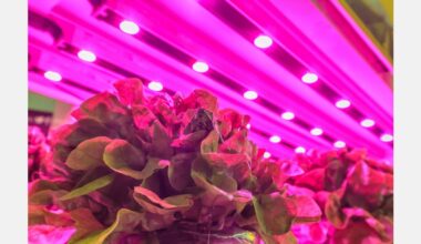 Battling through climate challenges to ensure a fresh supply of vegetables