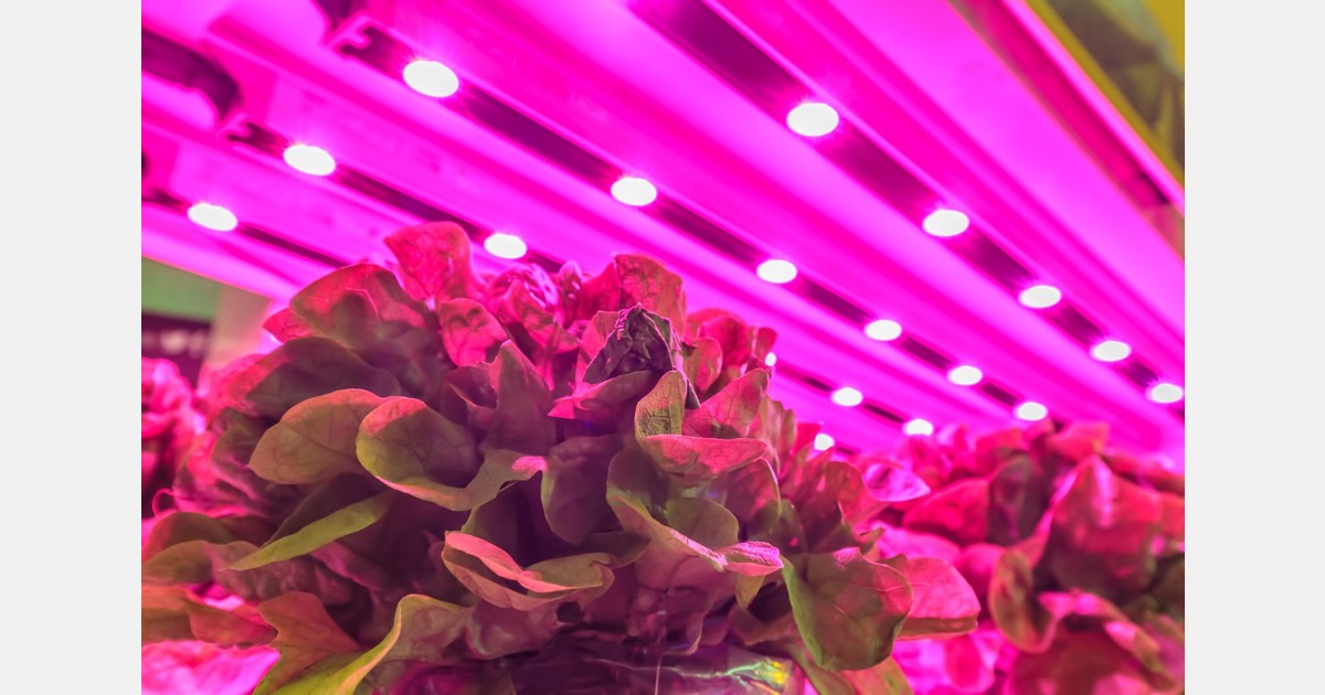 Battling through climate challenges to ensure a fresh supply of vegetables