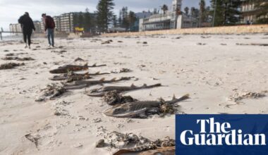 Effects of marine heatwave driving ‘foreseeable’ SA algal bloom could rival black summer fires, scientists warn | South Australia