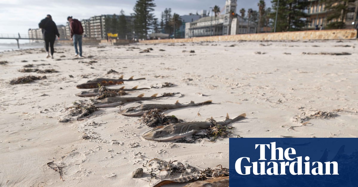 Effects of marine heatwave driving ‘foreseeable’ SA algal bloom could rival black summer fires, scientists warn | South Australia