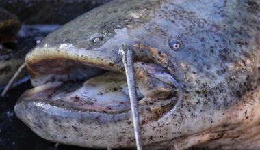 Catfish thriving in Switzerland due to climate change