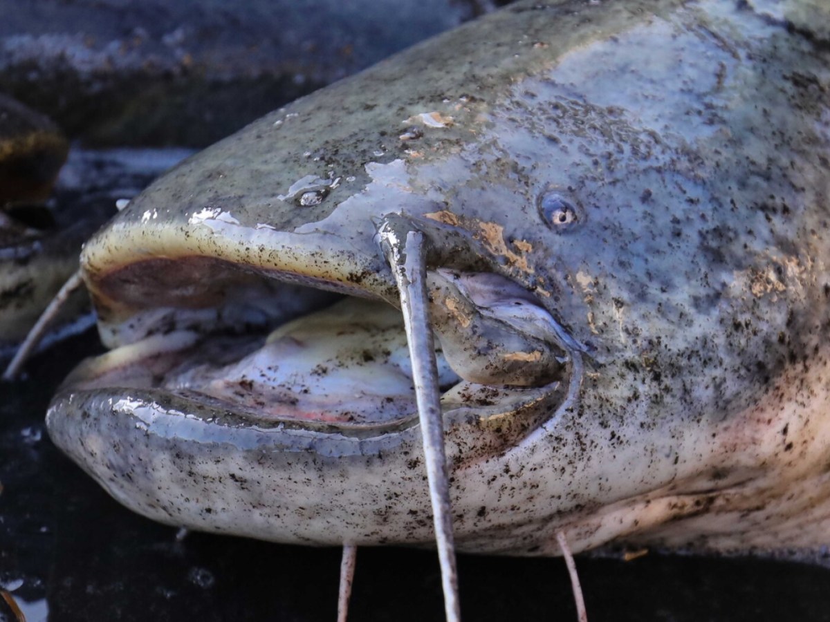 Catfish thriving in Switzerland due to climate change