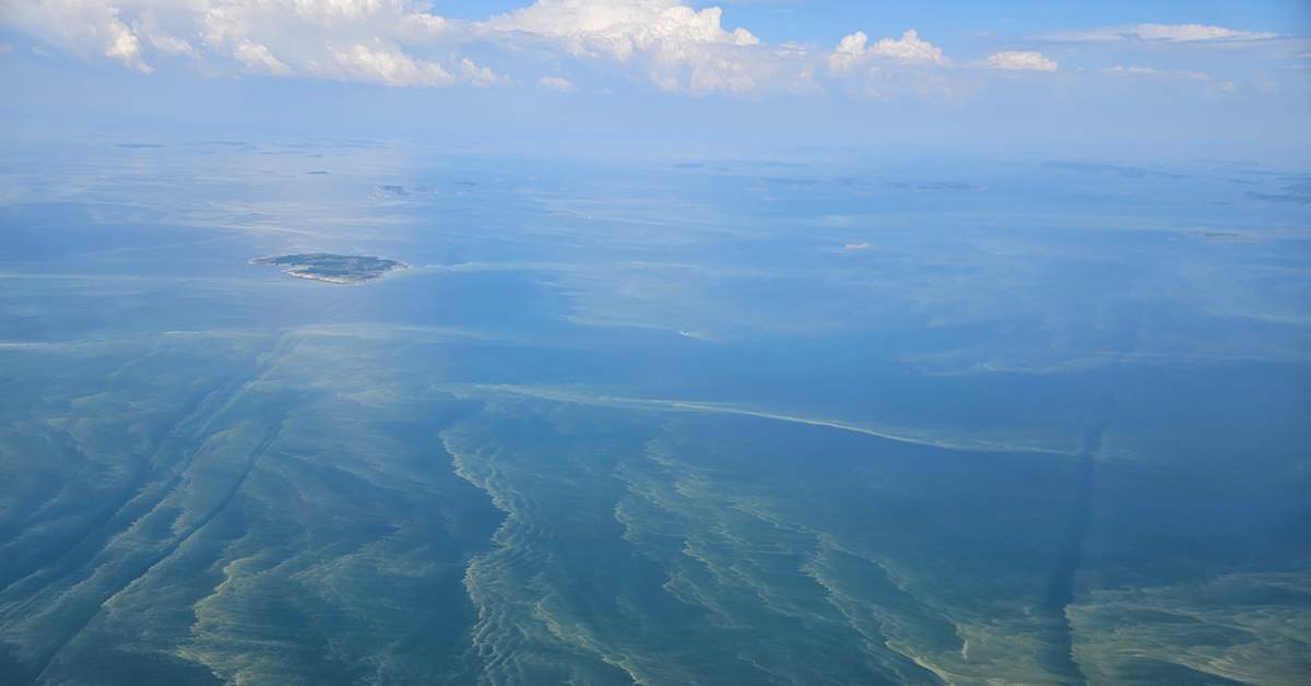 Blue-green algae blooms intensify as heatwave continues across Finland | Yle News