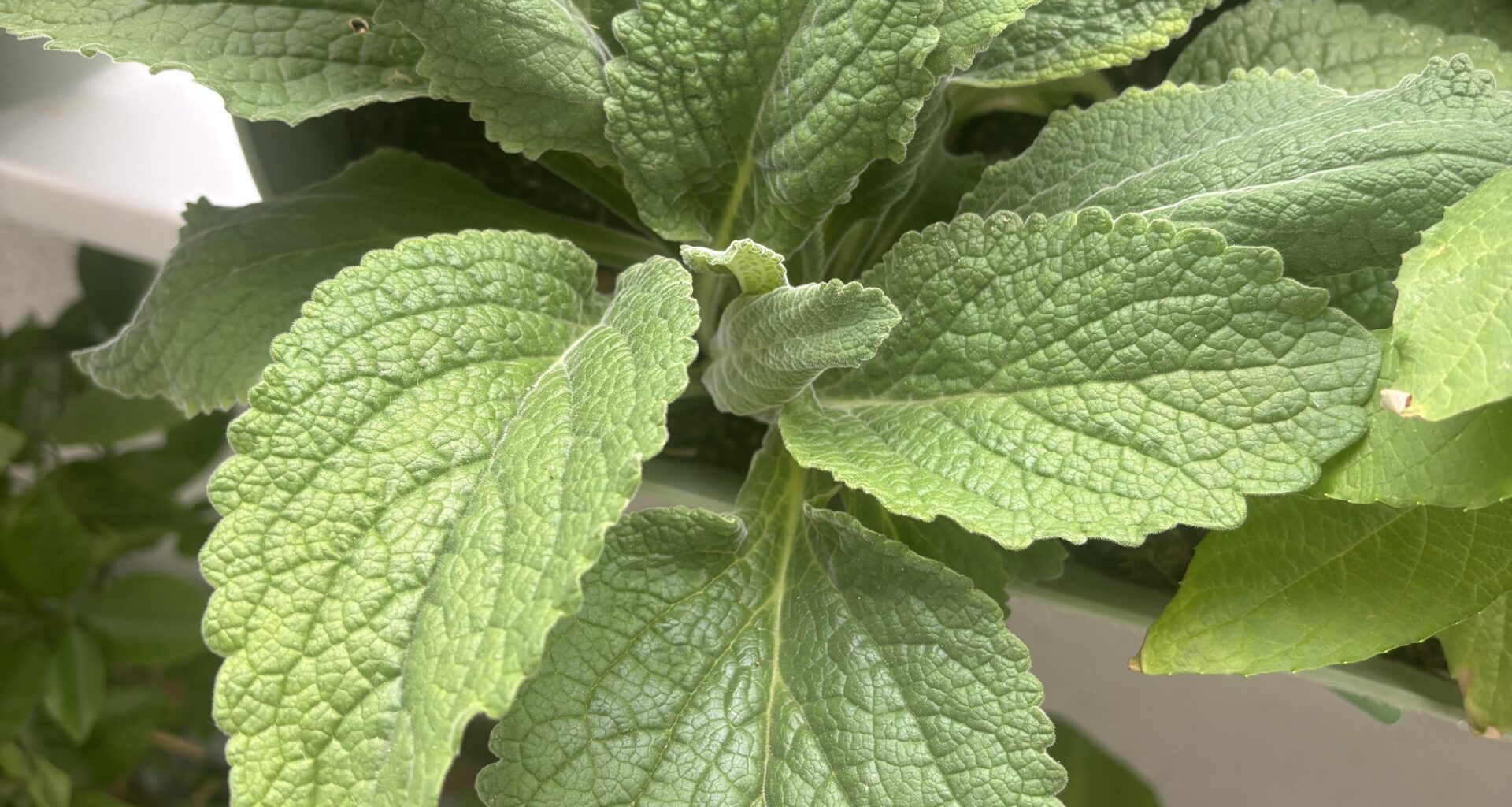 Sollten Erdbeeren sein