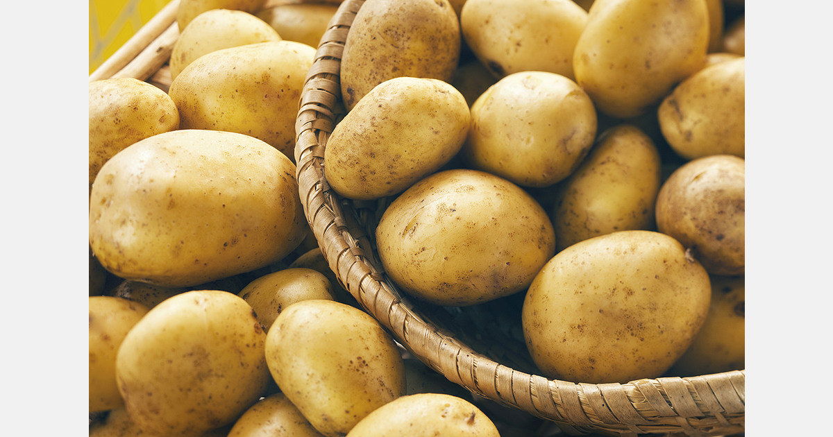 Potato sales slow as early crop pressures markets