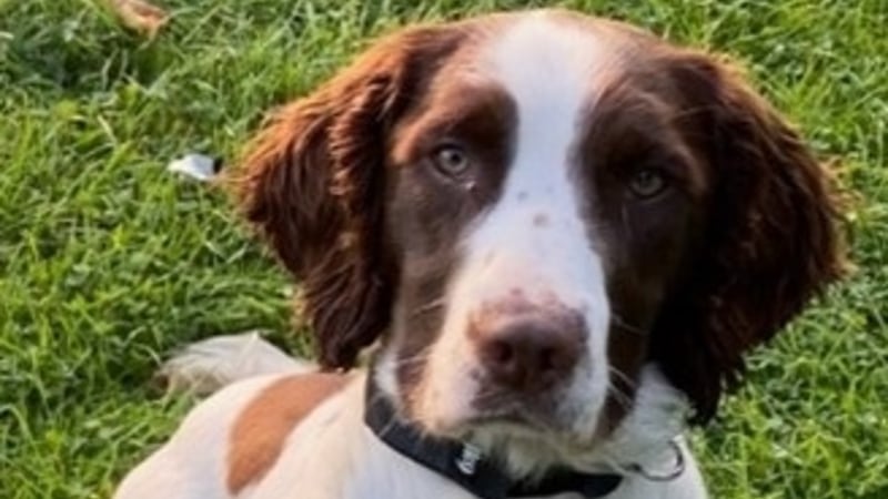 Police dog behind £250,000 criminal cash haul dies after collision