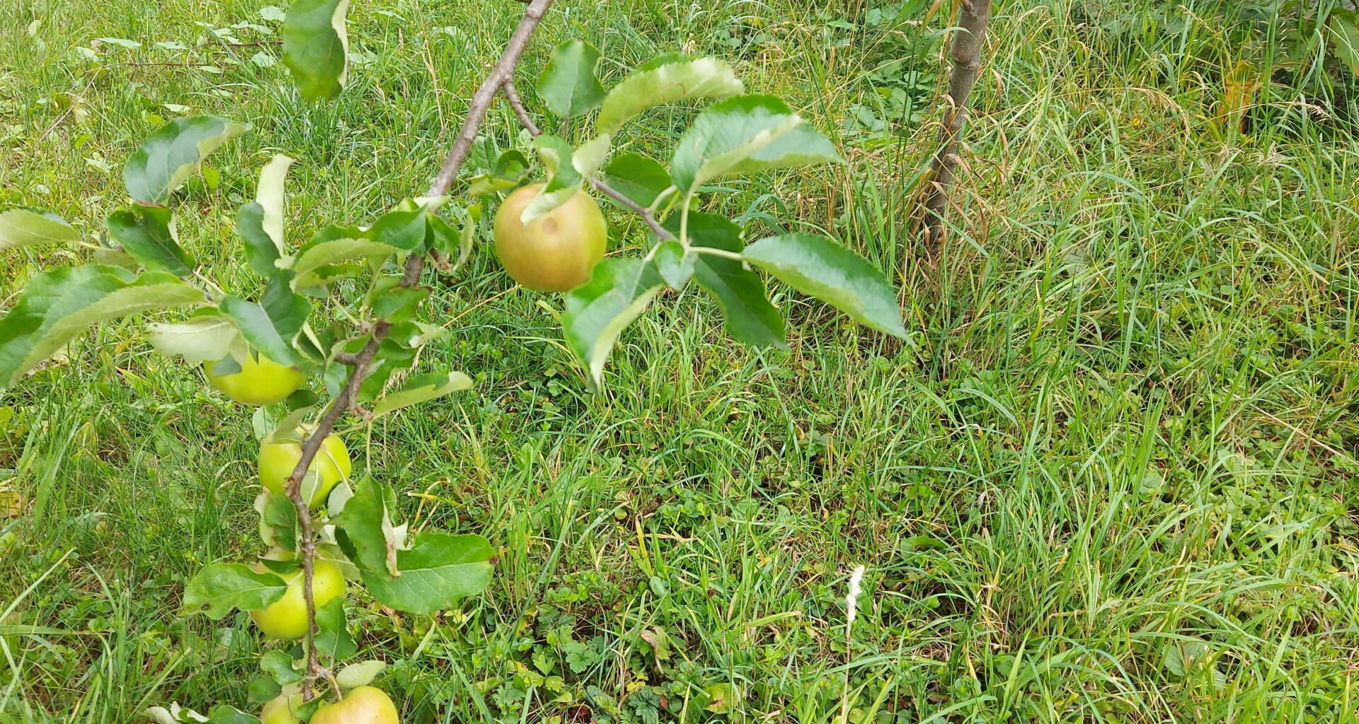 I think the apples on my tree are a little heavy