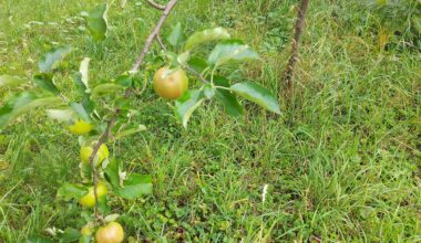 I think the apples on my tree are a little heavy