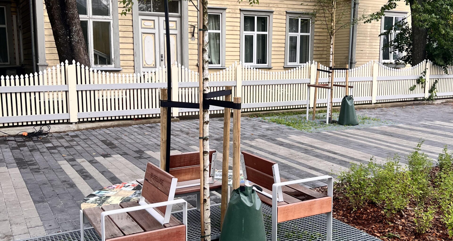 Mis on need rohelised kotid puude juures?