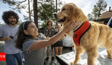 Meet Max III, the Golden Retriever who is the Mayor of a small town in California |