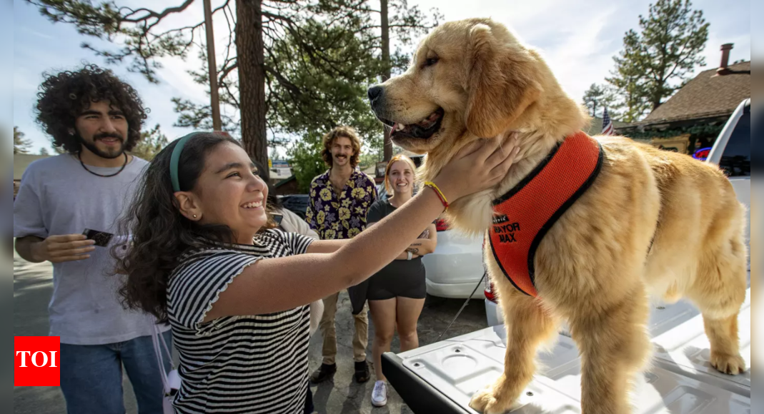 Meet Max III, the Golden Retriever who is the Mayor of a small town in California |