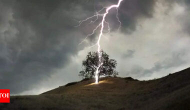 320 million trees die each year from lightning, and climate change is making it worse |