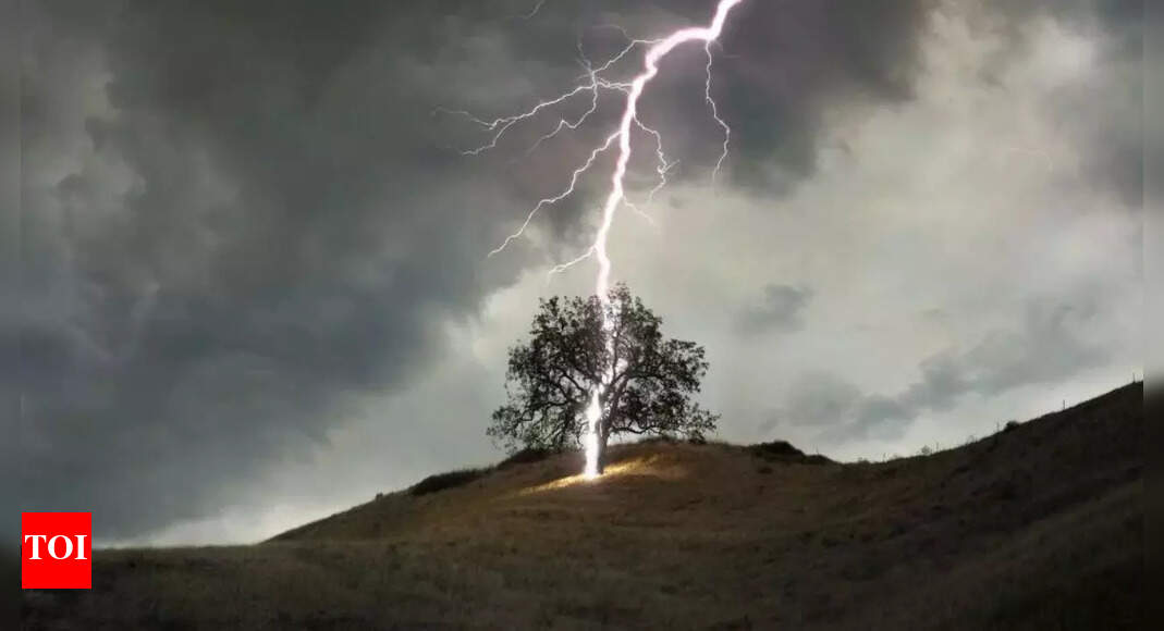 320 million trees die each year from lightning, and climate change is making it worse |