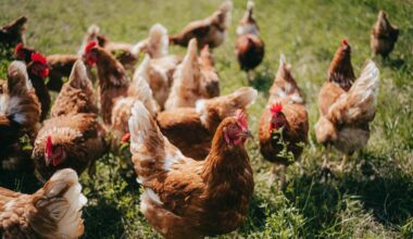 Iceland’s U-turn on eggs is both unsurprising and inevitable | Comment & Opinion