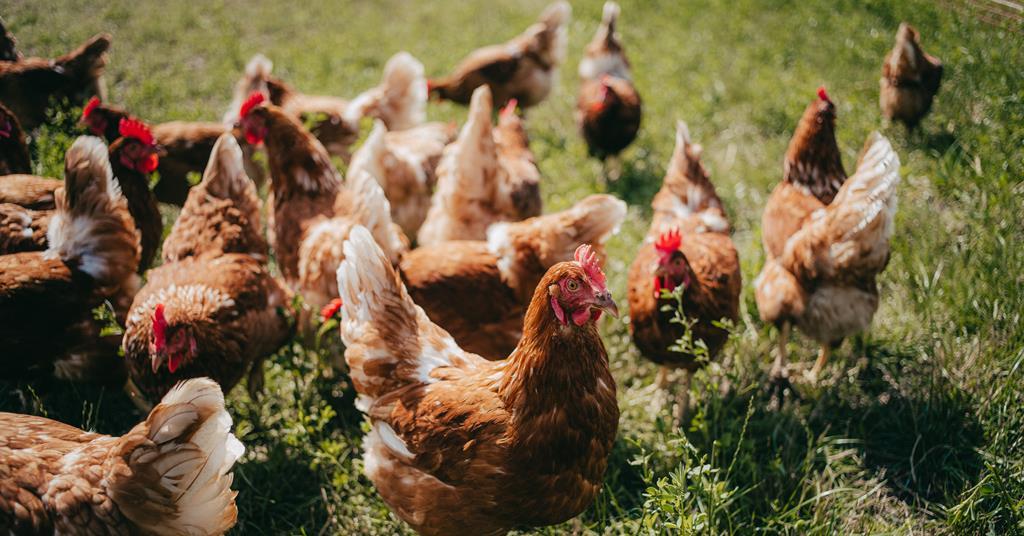Iceland’s U-turn on eggs is both unsurprising and inevitable | Comment & Opinion