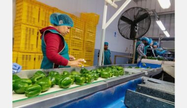 Japan issues public consultation for the importation of Mexican bell pepper