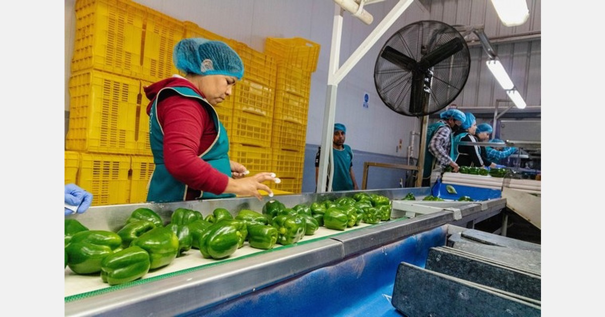 Japan issues public consultation for the importation of Mexican bell pepper