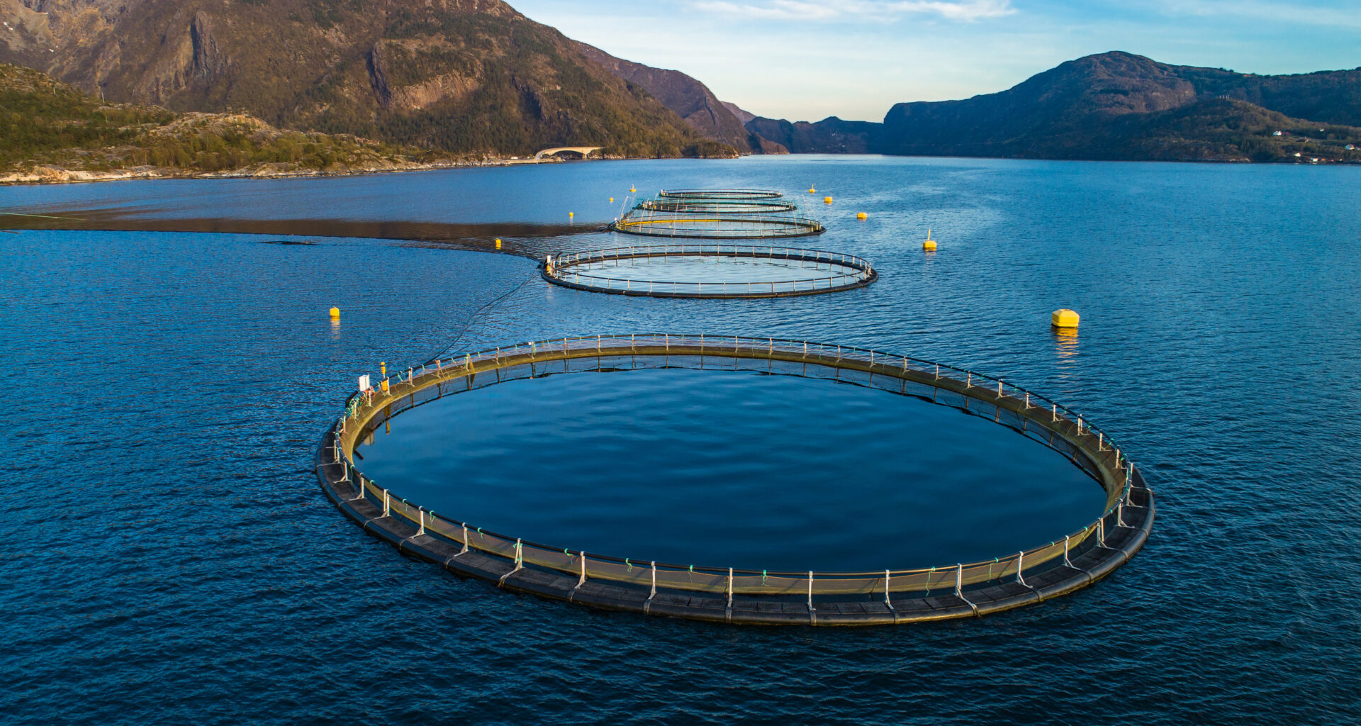 Norway, Scottish salmon spot prices in summer freefall, Chile holds steady