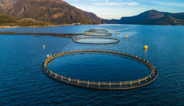 Norway, Scottish salmon spot prices in summer freefall, Chile holds steady
