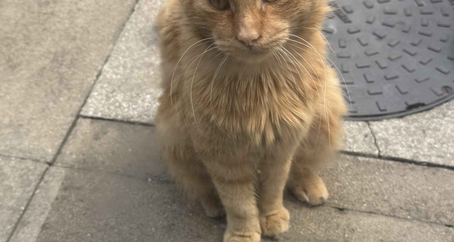 This little fella sits in my garden for hours upon hours per day, sometimes the whole day. What’s the likelihood he has an owner?